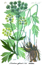 Load image into Gallery viewer, Bo Hog Root